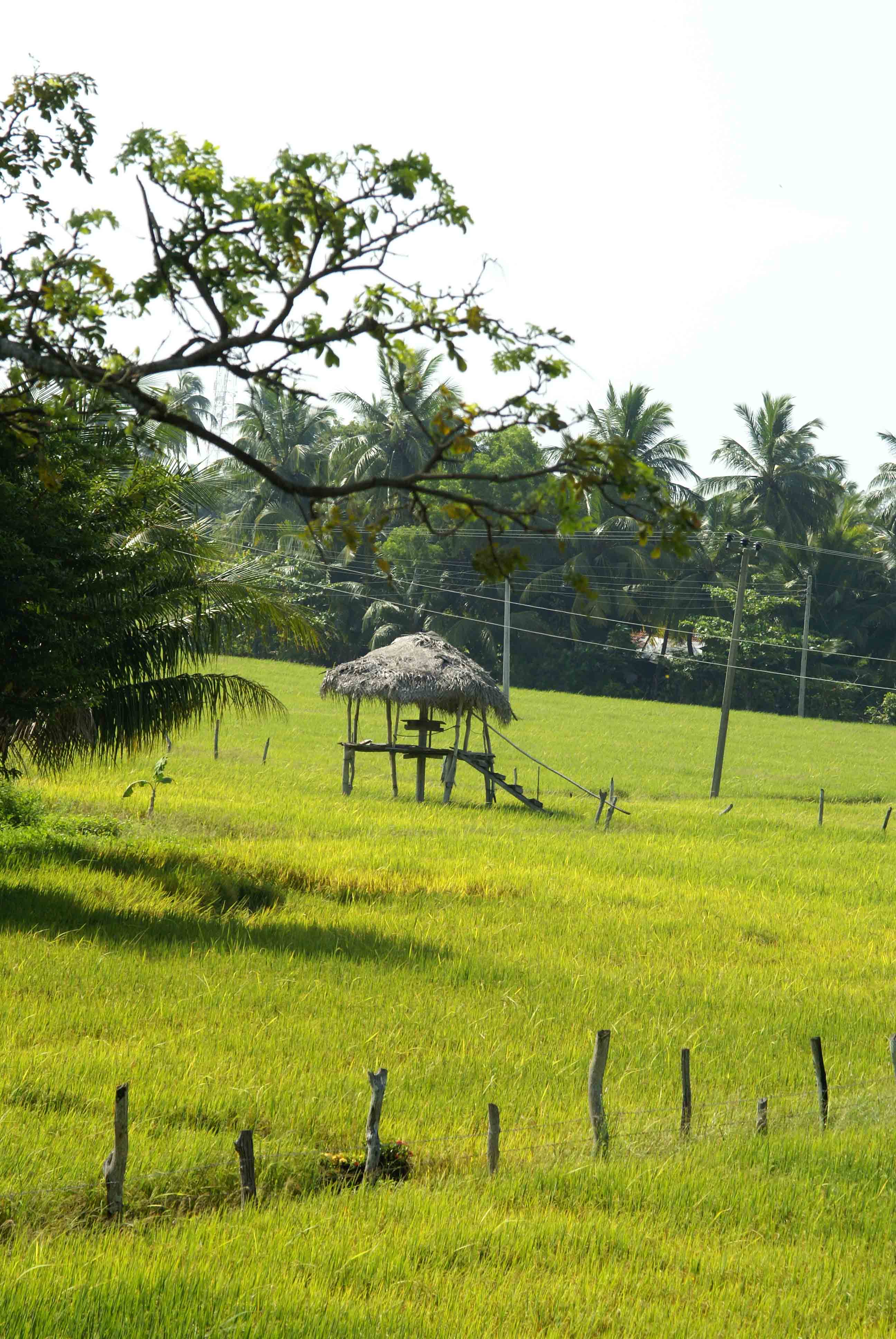 Sri Lanka tour highlight - Beaches & Coast