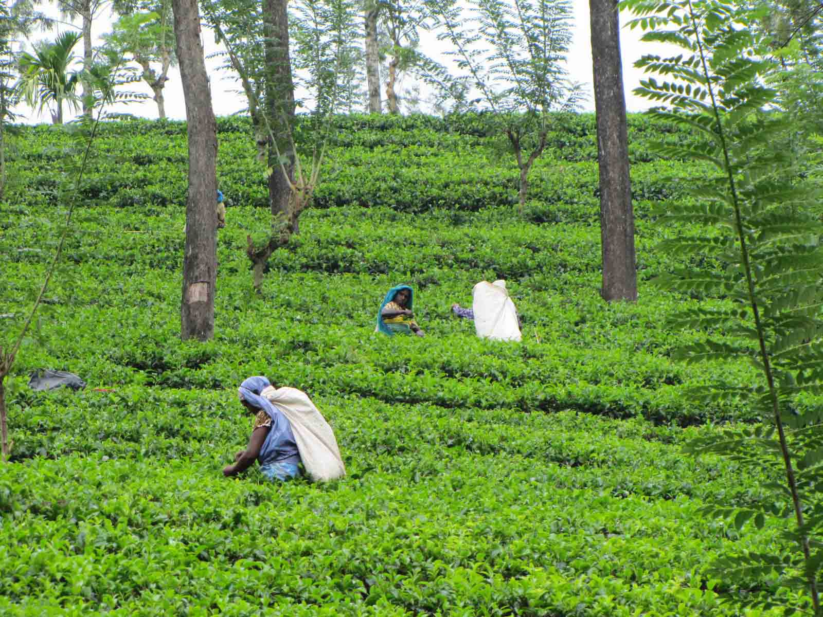 Sri Lanka tour highlight - Hill Country & Tea