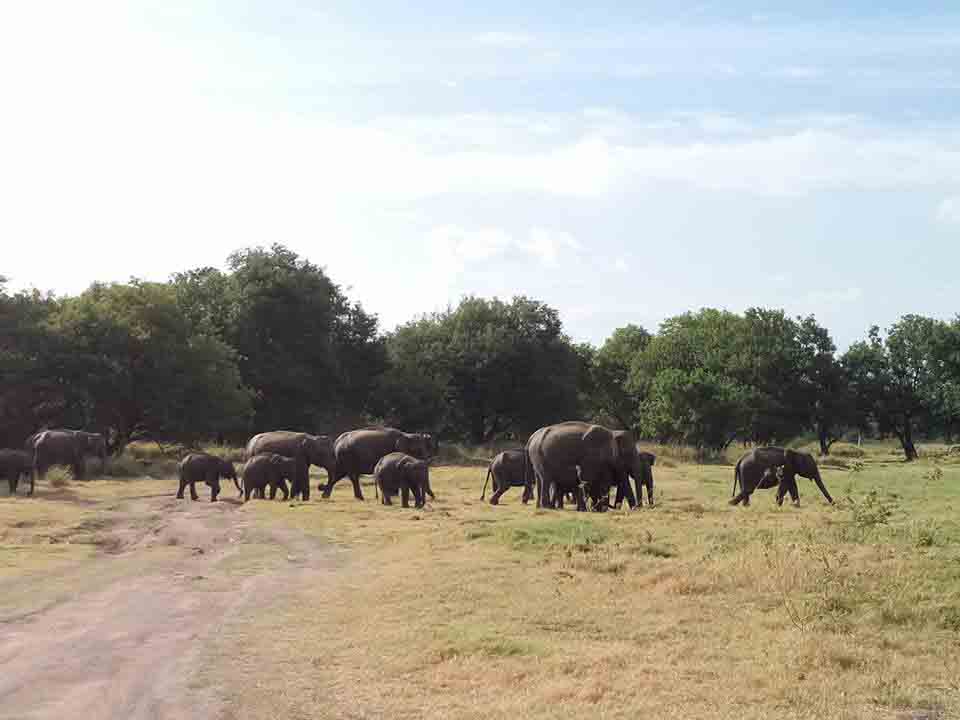 Sri Lanka tour highlight - Wildlife & Nature