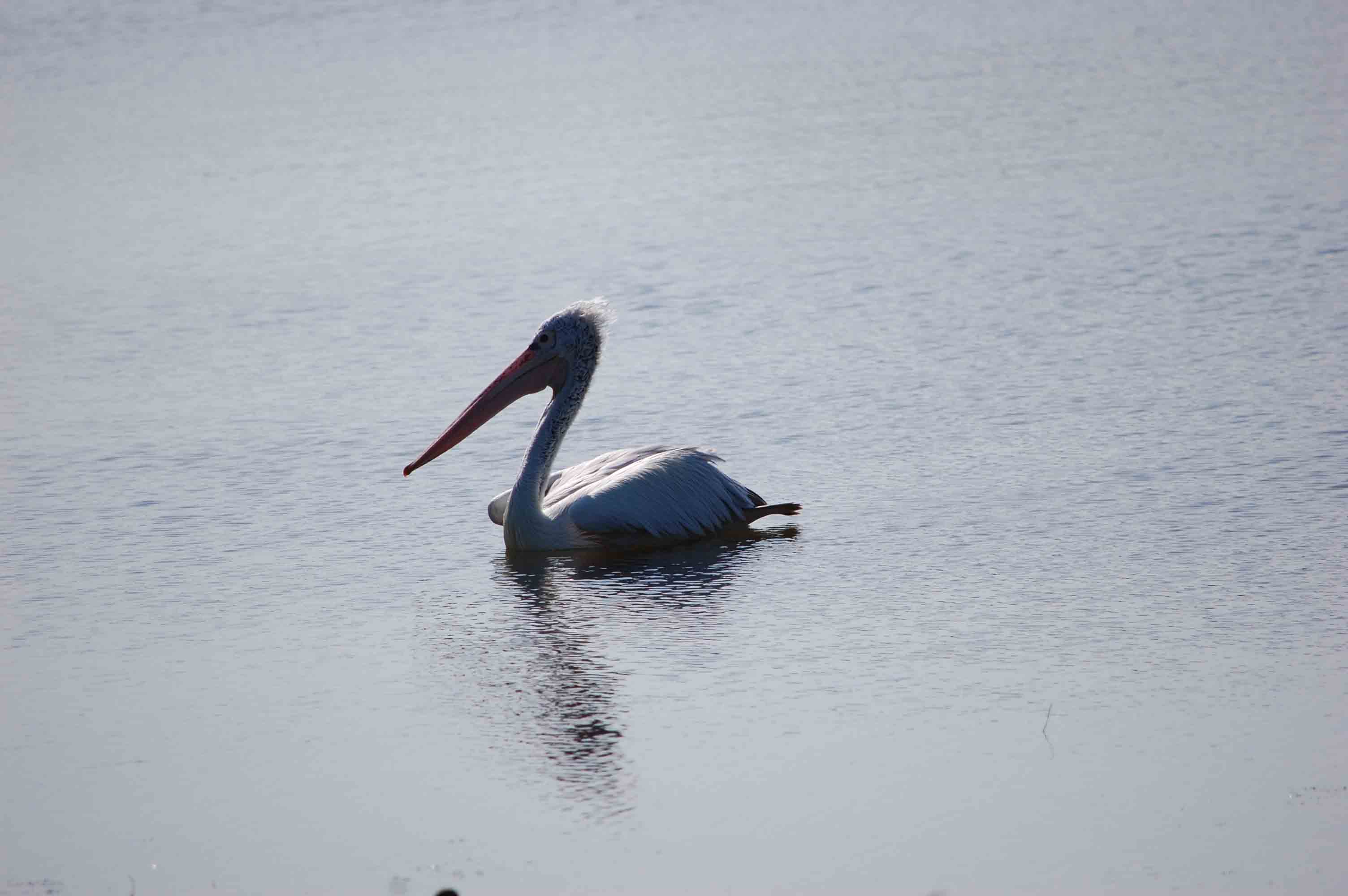 Sri Lanka tour highlight - Hill Country & Tea