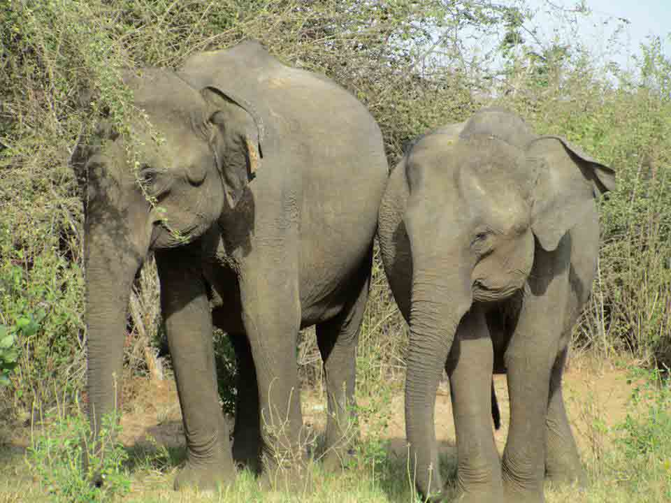 Sri Lanka tour highlight - Heritage & Temples