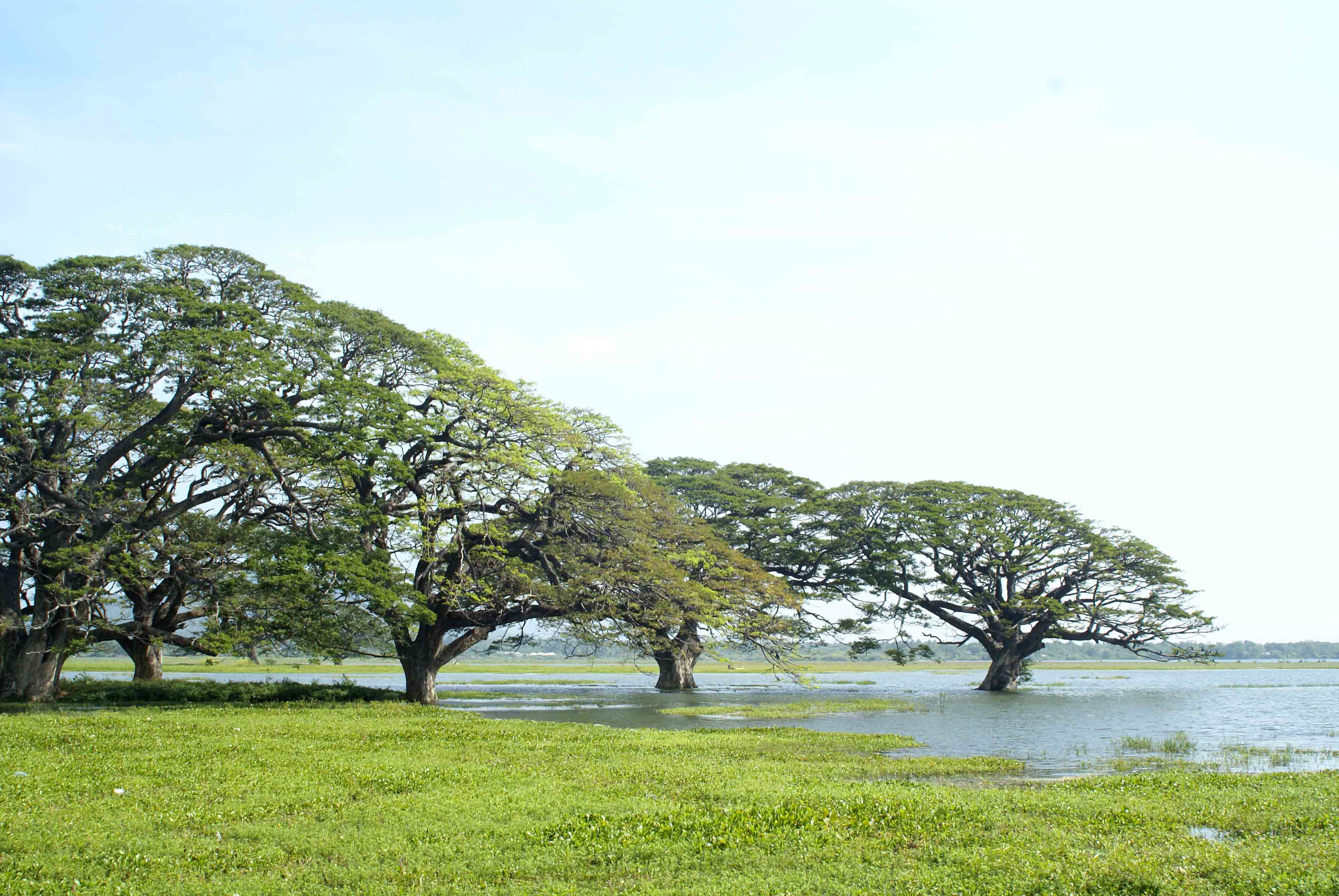 Sri Lanka tour highlight - Culture & Daily Life