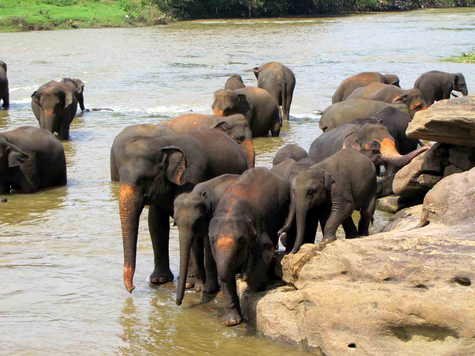 Sri Lanka tour highlight - Hill Country & Tea