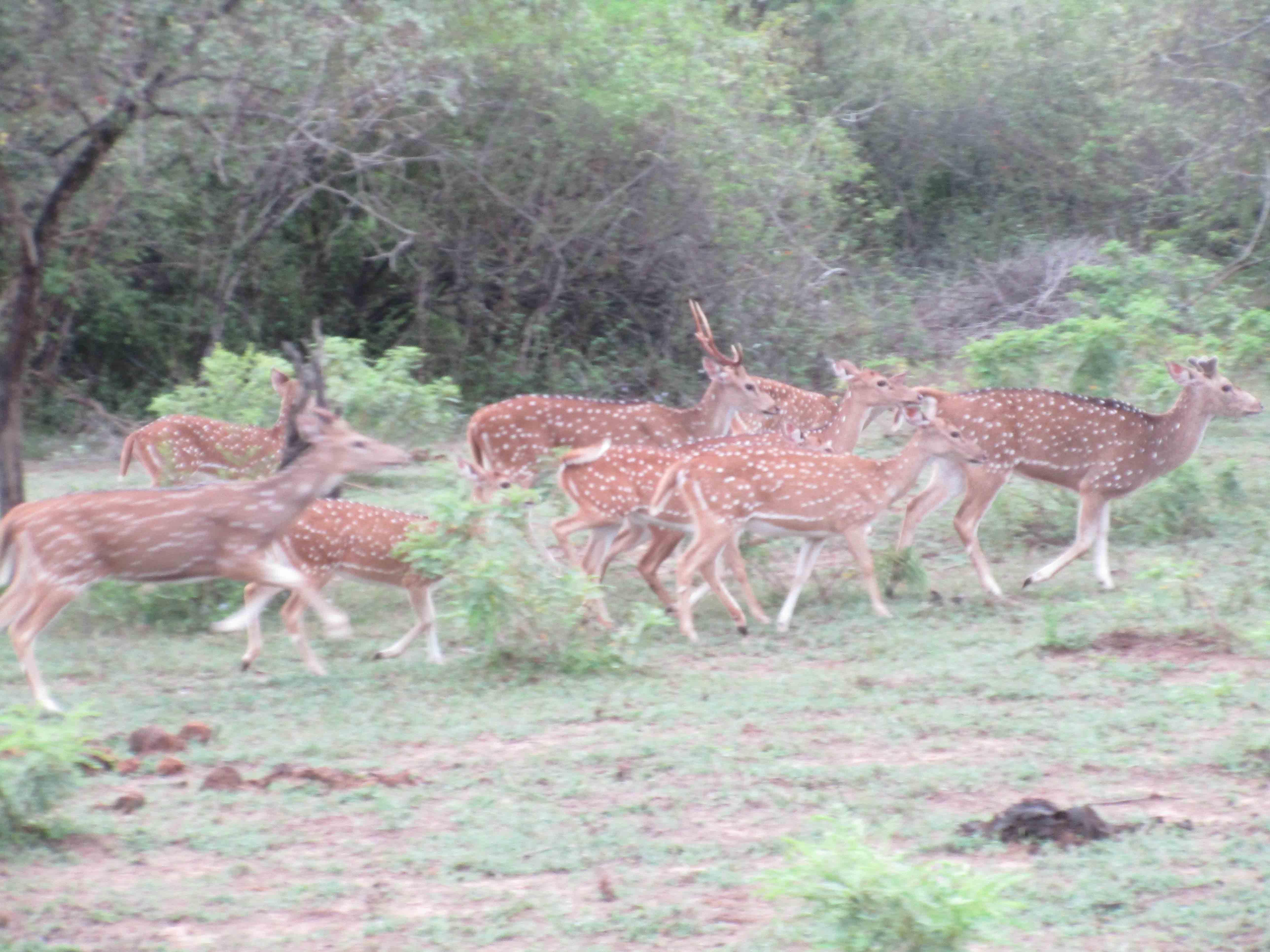 Sri Lanka tour highlight - Wildlife & Nature